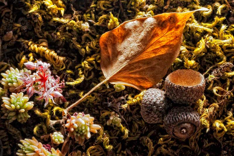 Mathia Coco_Dipinti-di-natura